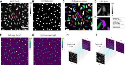 CNN-Based Cell Analysis: From Image to Quantitative Representation